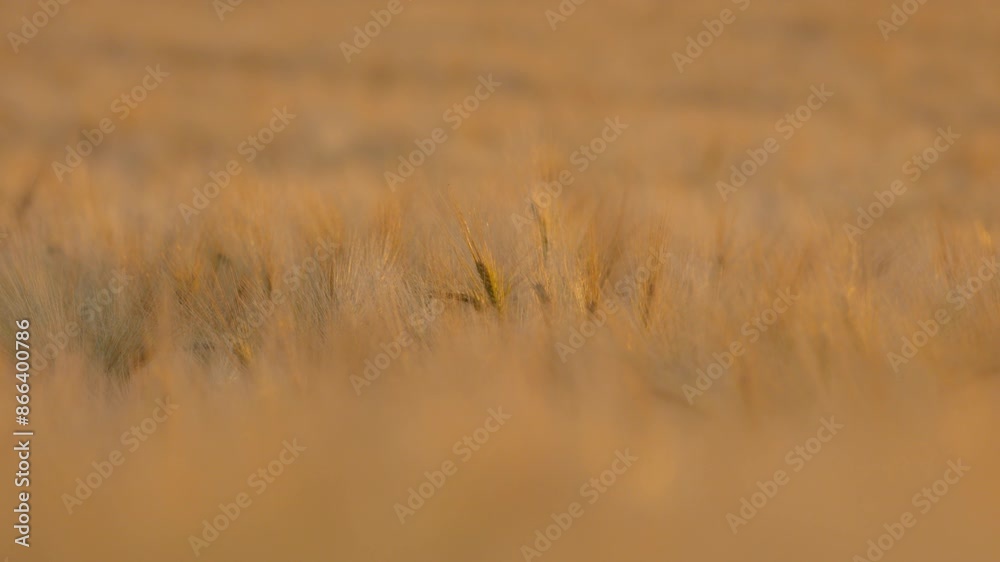 Close up of a wheat field at sunset