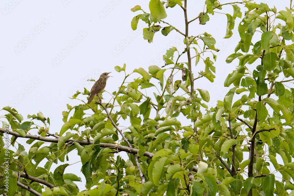 Feldschwirl (Locustella naevia) im Nebel Feldschwirl (Locustella naevia) im Nebel
