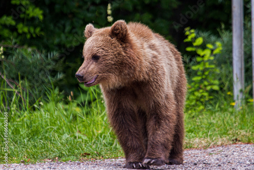 Young bear