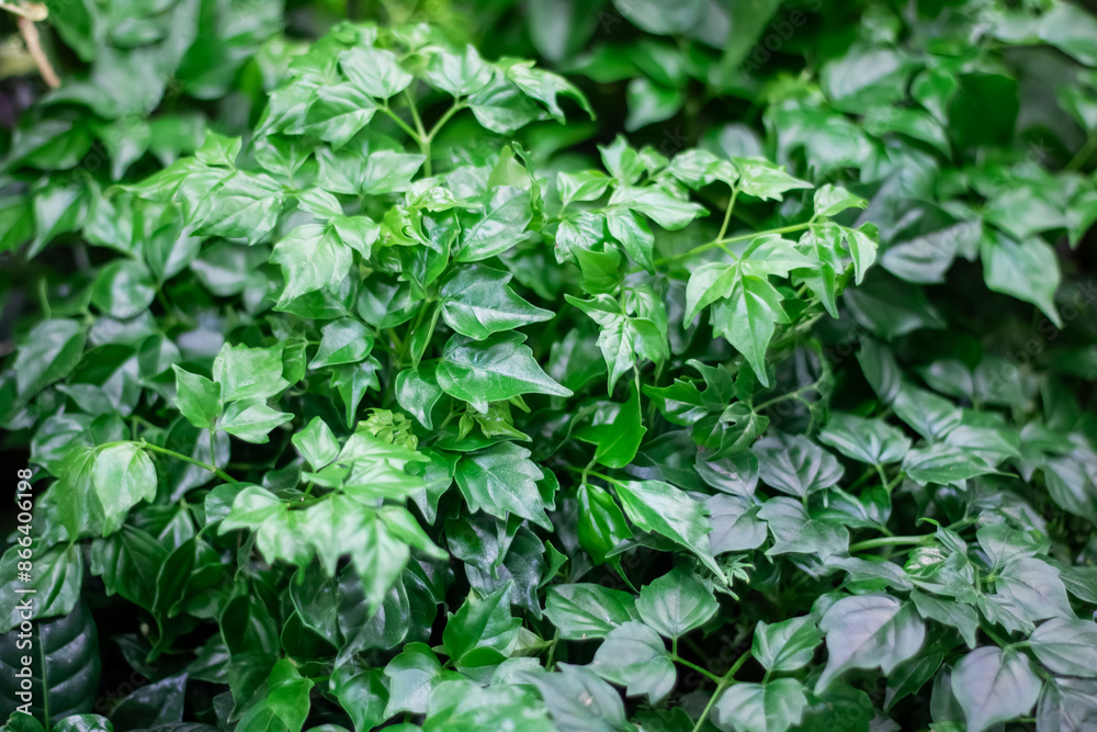 Close up photo of a plant with bright green leaves