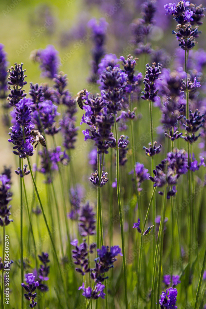 Naklejka premium lavender flowers in region