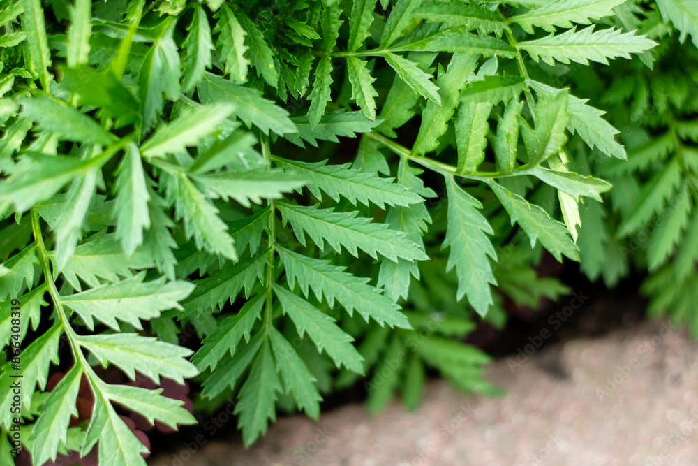 A detailed view of a plant featuring an abundance of vibrant green leaves A detailed view of a plant featuring an abundance of vibrant green leaves