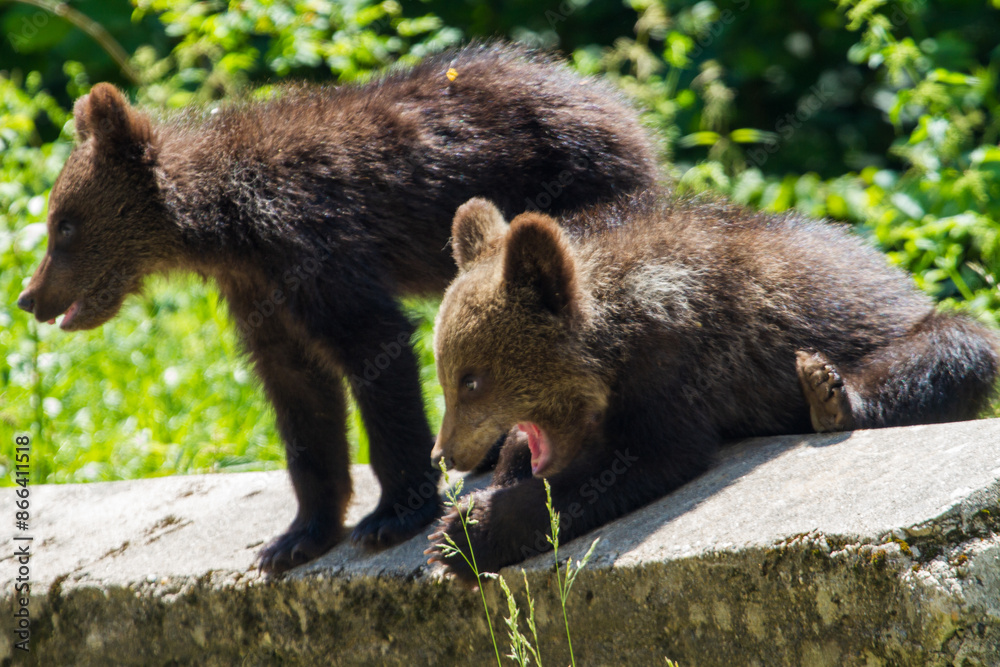 Fototapeta premium Young bear in Romania
