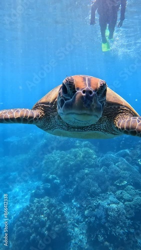 A turtle is swimming in the ocean with a fish in the background. The scene is peaceful and serene