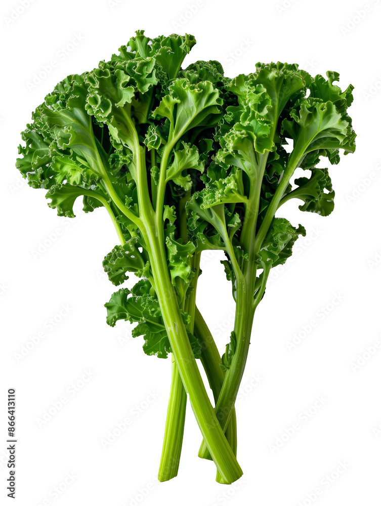 kale, green vegetables on transparent background kale, green vegetables on transparent background