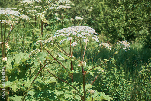 Hogweed (Heracleum sphondylium) in a meadow on a sunny day against a background of wild flowers. Selective focus photo