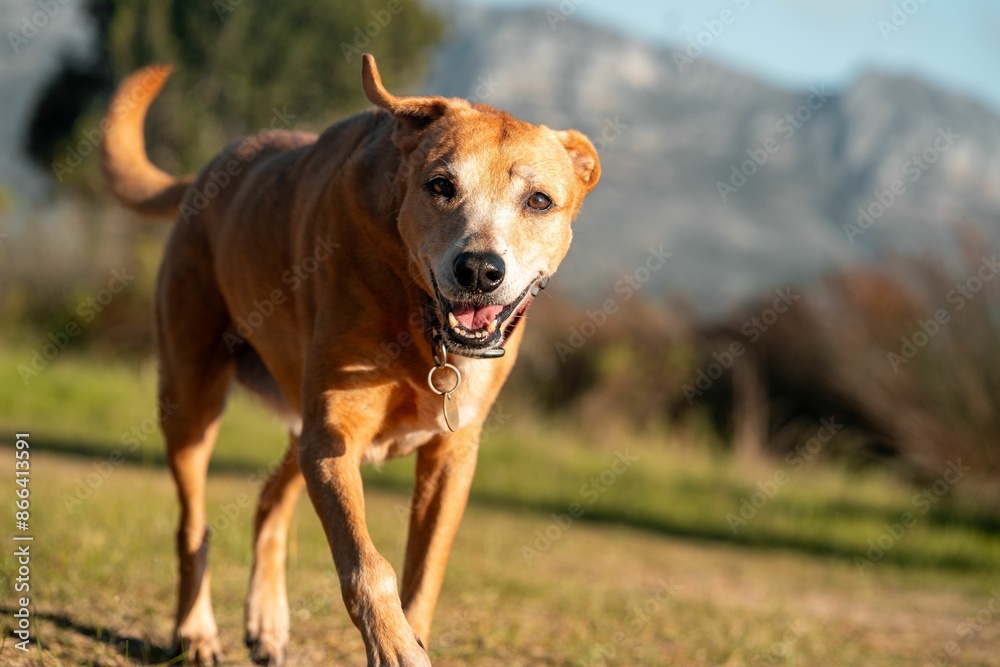 Happy dog walking outdoors in a sunny field with mountains in the background Happy dog walking outdoors in a sunny field with mountains in the background