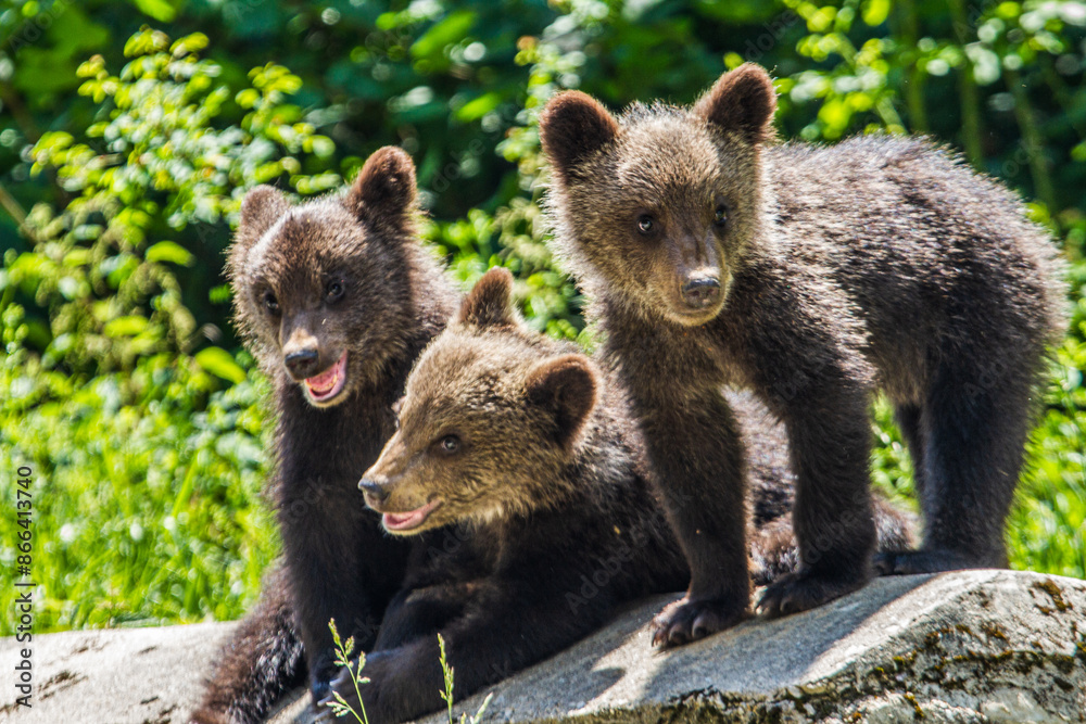 Fototapeta premium bear family in Romania