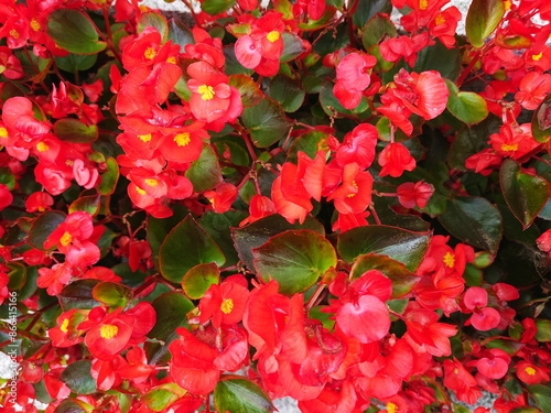 美しいベコニアの花