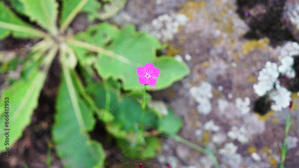 Top down view of Carthusian pink flower alone petal in bright summer day Top down view of Carthusian pink flower alone petal in bright summer day