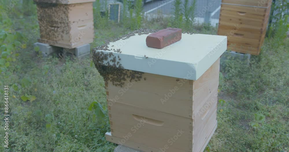 Wide Shot of a Beekeeper's Beehive Wide Shot of a Beekeeper's Beehive