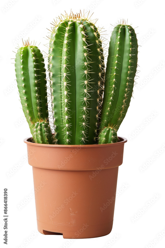 Potted Cactus with Elongated Stems Potted Cactus with Elongated Stems