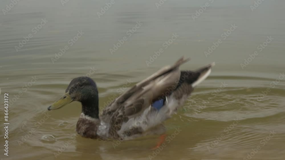 Ducks, adult and small, swimming on the water looking for food Ducks, adult and small, swimming on the water looking for food