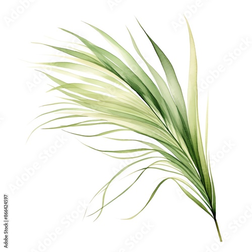 A watercolor illustration of the delicate, wispy leaves of Mexican feather grass. photo