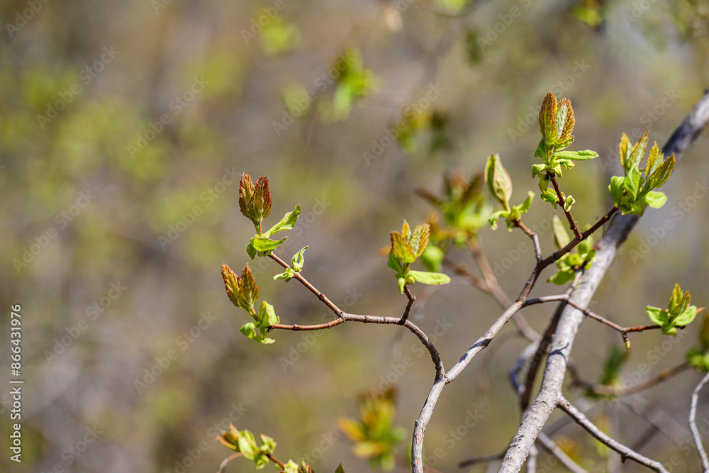 Young leaves sprouting from the bud on a tree branch in springtime. Concept of a new life Young leaves sprouting from the bud on a tree branch in springtime. Concept of a new life