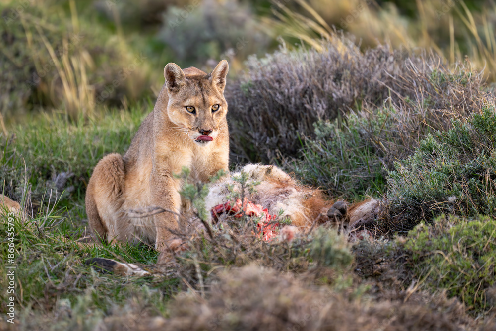 Puma sits by dead guanaco licking lips