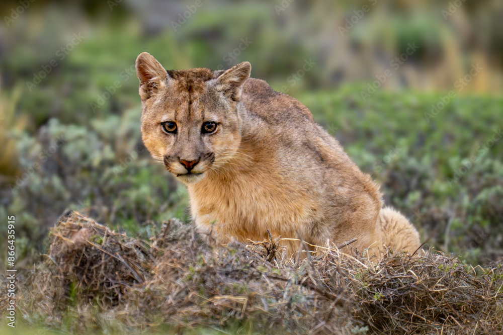 Puma sits in bushes staring at camera Puma sits in bushes staring at camera
