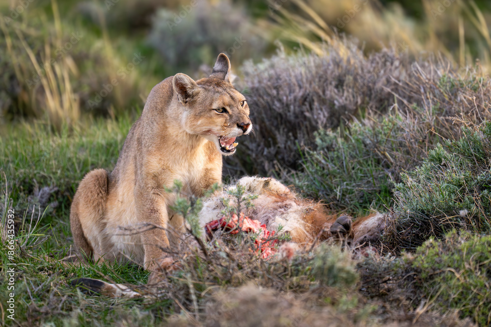Puma sits between bushes with guanaco carcase Puma sits between bushes with guanaco carcase