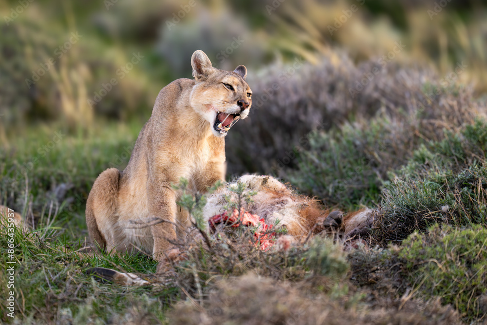Puma sits opening mouth above guanaco carcase Puma sits opening mouth above guanaco carcase