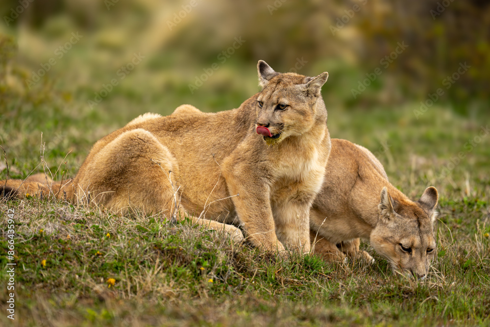 Puma sits licking lips while another drinks Puma sits licking lips while another drinks