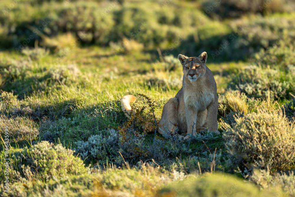 Fototapeta premium Puma sits scanning in shade of rock