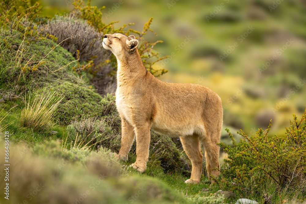 Puma stands amongst thick undergrowth sniffing air