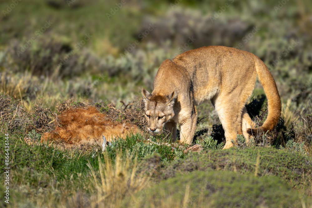 Naklejka premium Puma stands by guanaco carcase in scrubland