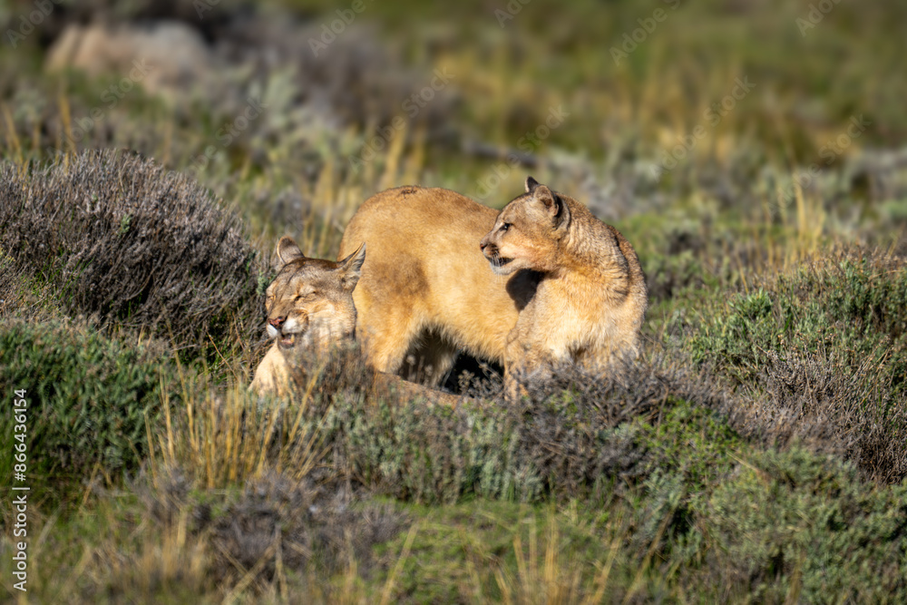 Obraz premium Puma stands by another yawning in scrubland