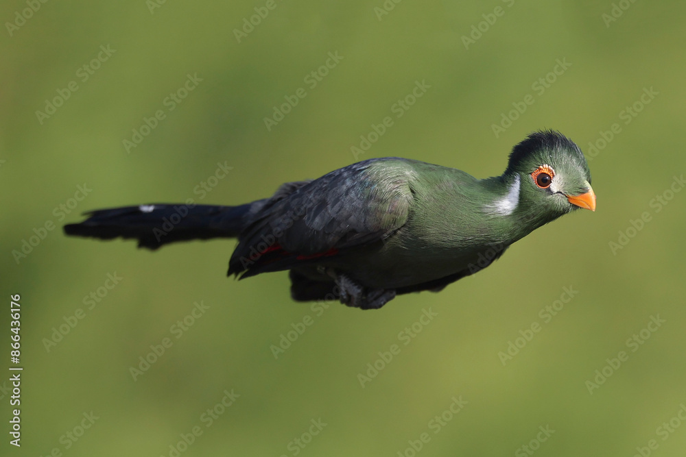 Obraz premium A White-cheeked Turaco in flight 
