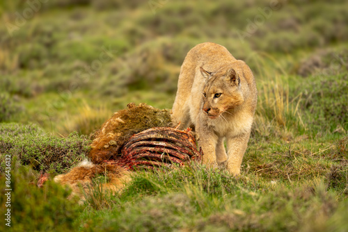 Tableau sur toile Puma stands beside guanaco carcase on scrubland