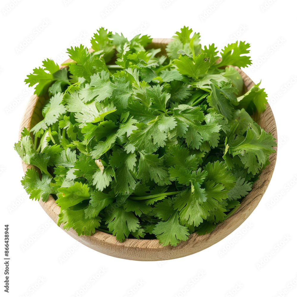 cilantro leaves, culinary element, realistic photo, green, isolated on white background cilantro leaves, culinary element, realistic photo, green, isolated on white background
