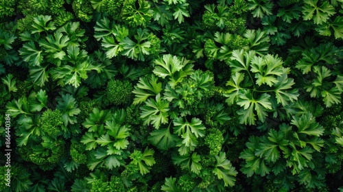 Green parsley in agriculture for detox with copy space top view