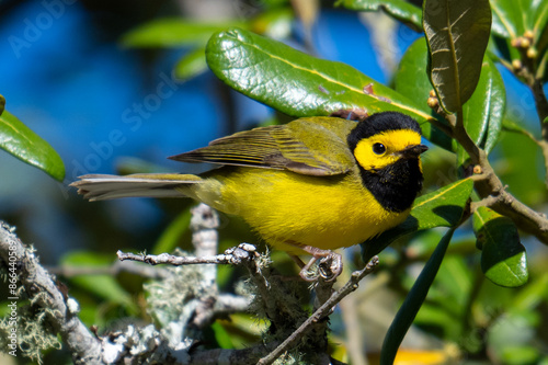 hooded warbler