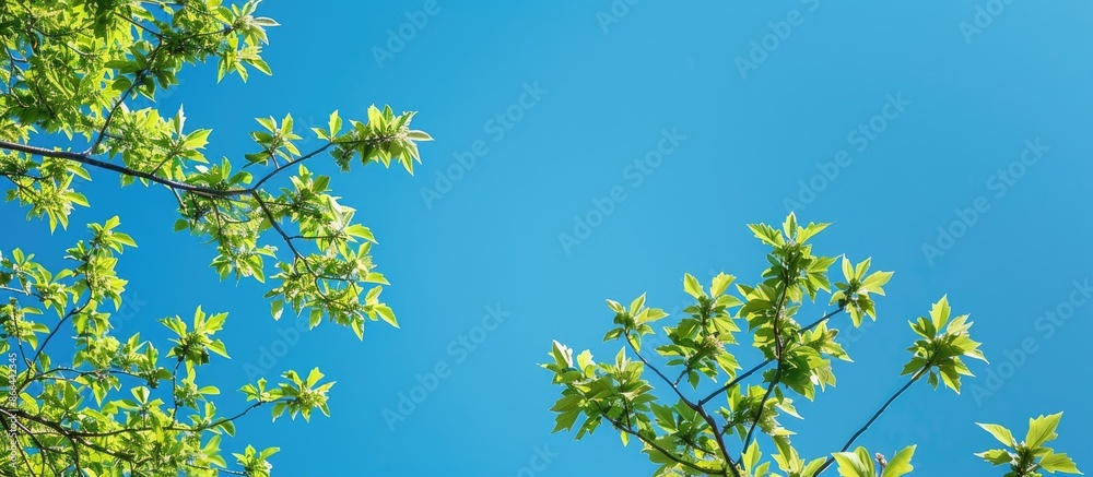 Tree branch with foliage against bright blue sky. Summer backdrop with room for text Tree branch with foliage against bright blue sky. Summer backdrop with room for text