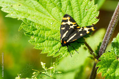 Wegerichbär ( Arctia plantaginis )