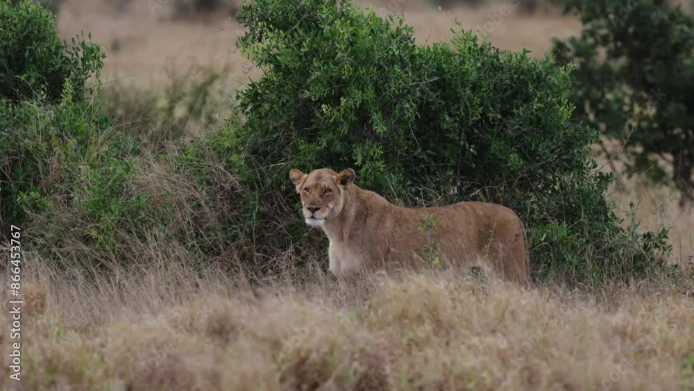 lioness peeing in Kruger National Park lioness peeing in Kruger National Park