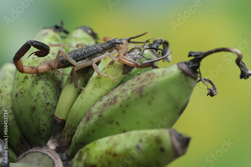 A Chinese swimming scorpion is looking for prey on young banana fruit bunches. This Scorpion has the scientific name Lychas mucronatus. photo
