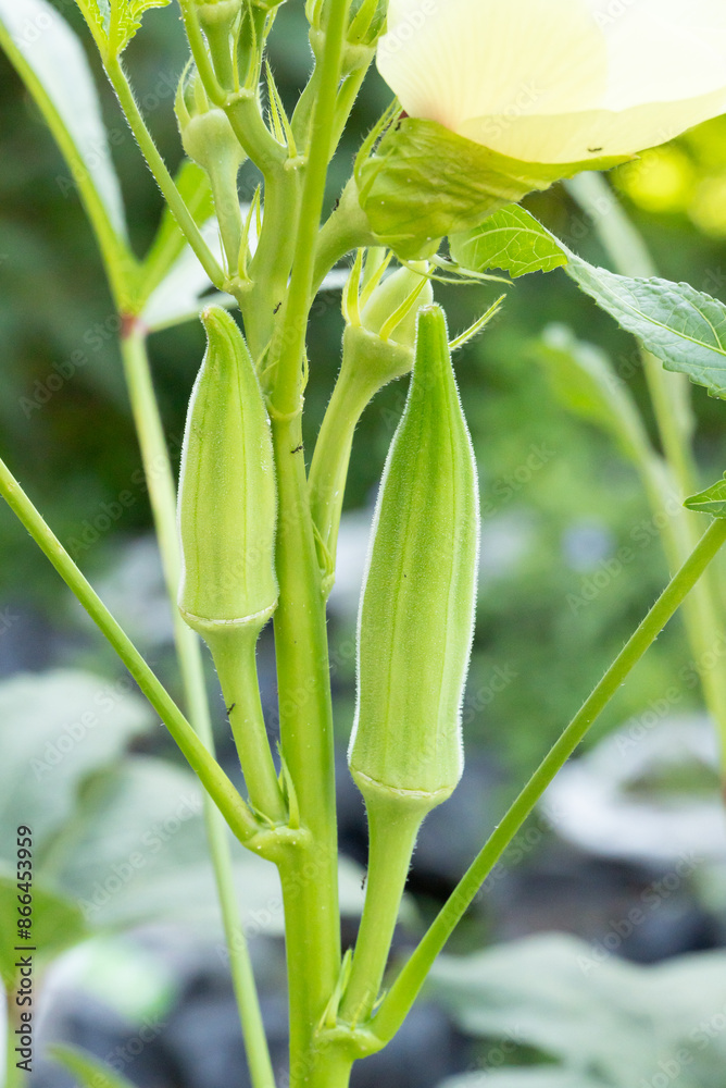 Fototapeta premium Silver Queen Okra pods are white mixed with green. The fruits are long and pointed with soft hairs. Okra fruits on the okra tree.