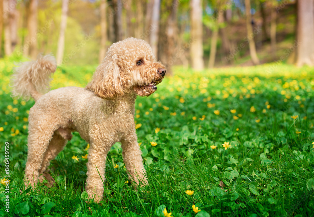 Toy poodle mini poodle dog stands in green grass on the background of a summer park. Pet. Training. The photo is blurred Toy poodle mini poodle dog stands in green grass on the background of a summer park. Pet. Training. The photo is blurred