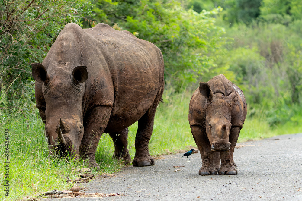 White rhinoceros (Ceratotherium simum) mother and calf walking around and feeding in Hluhluwe Game Reserve in South Africa White rhinoceros (Ceratotherium simum) mother and calf walking around and feeding in Hluhluwe Game Reserve in South Africa