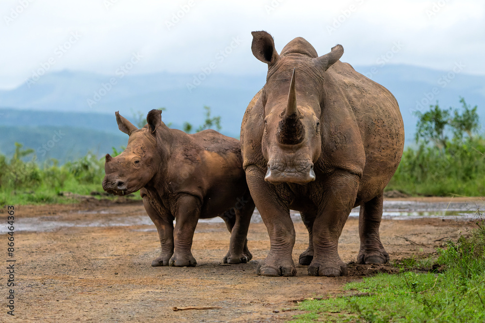 White rhinoceros (Ceratotherium simum) mother and calf walking around and feeding in Hluhluwe Game Reserve in South Africa White rhinoceros (Ceratotherium simum) mother and calf walking around and feeding in Hluhluwe Game Reserve in South Africa