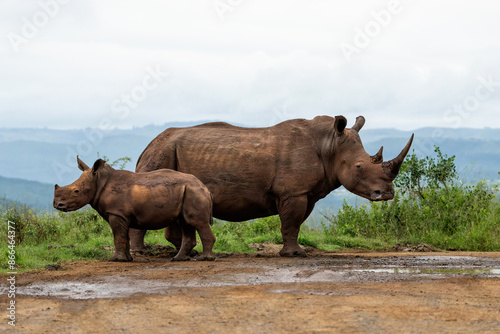 Fototapeta Naklejka Na Ścianę i Meble -  White rhinoceros (Ceratotherium simum) mother and calf walking around and feeding in Hluhluwe Game Reserve  in South Africa