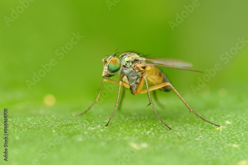 a condylostylus fly in nature perched on a leaf, macro photography, close up, wildlife, insect.