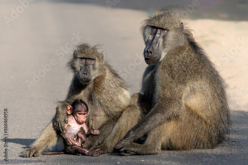 Baby Baboon finding protection at his mother  in the Kruger National Park in South Africa  