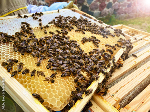 Zbliżenie na plaster miodu, komórki miodowe. Produkcja miodu. Pszczoły na plastrze miodu. Ekologiczna pasieka. Zdrowe odżywianie, Tradycyjna, lokalna produkcja miodu photo