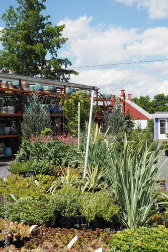 The plants from the garden center.