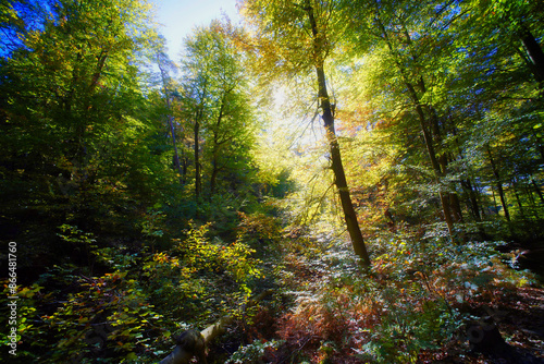 Leuchtender bunter Laubmischwald im Herbst, Saarland photo