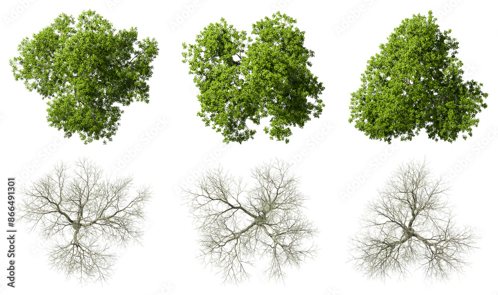 Obraz premium Top view life trees seasons change set on transparent backgrounds 3d render png