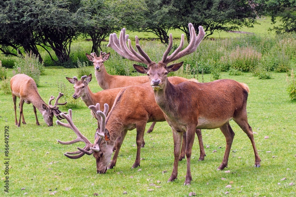 Naklejka premium Rothirsche