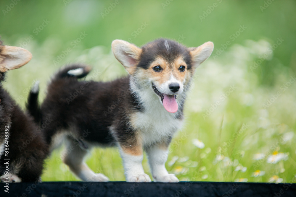 corgi puppies corgi puppies